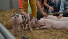 Ferkel werden gestreichelt