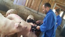 Filmteam bei den Schweinen