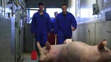 Schweine im Treibgang