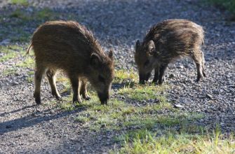 Frischlinge beim Fressen Frischlinge beim Fressen