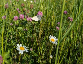 Blumenwiese mit Schmetterling