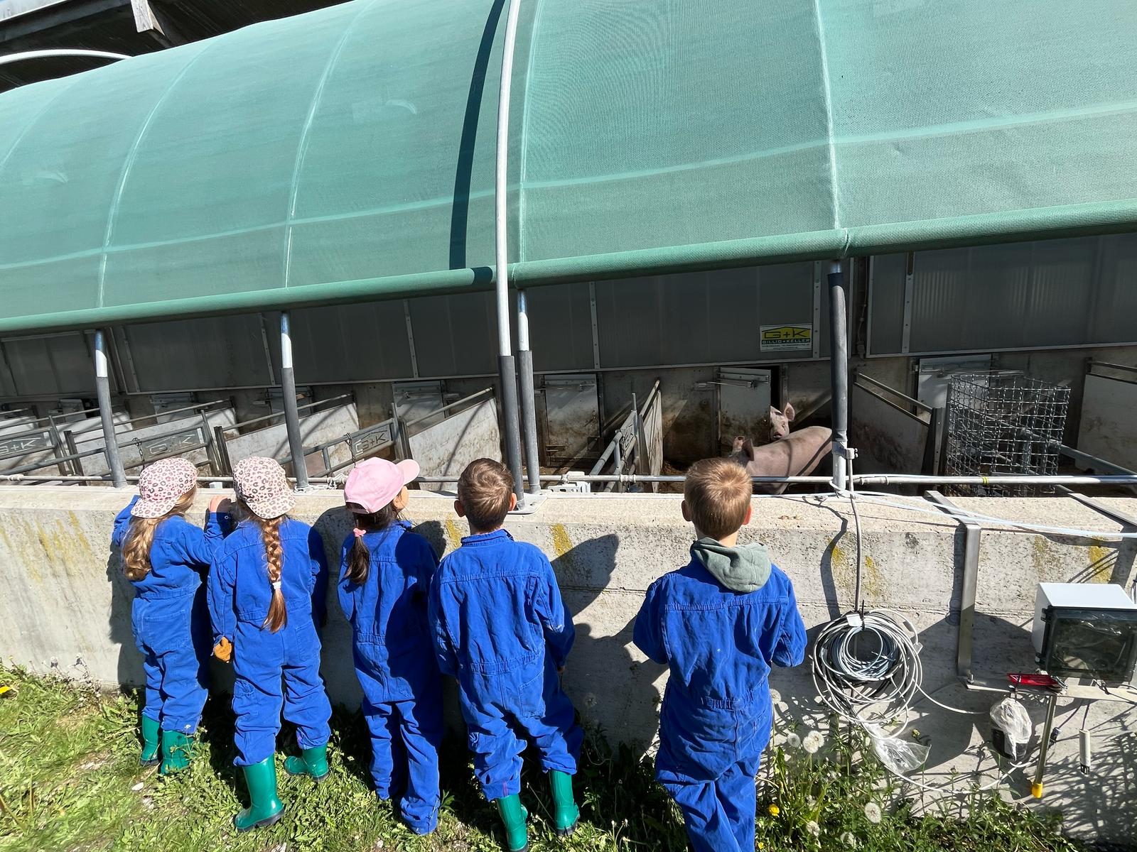 Kindergartenkinder schauen in den Auslauf der Mastschweine