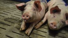 Zwei Mastschweine schauen in die Kamera