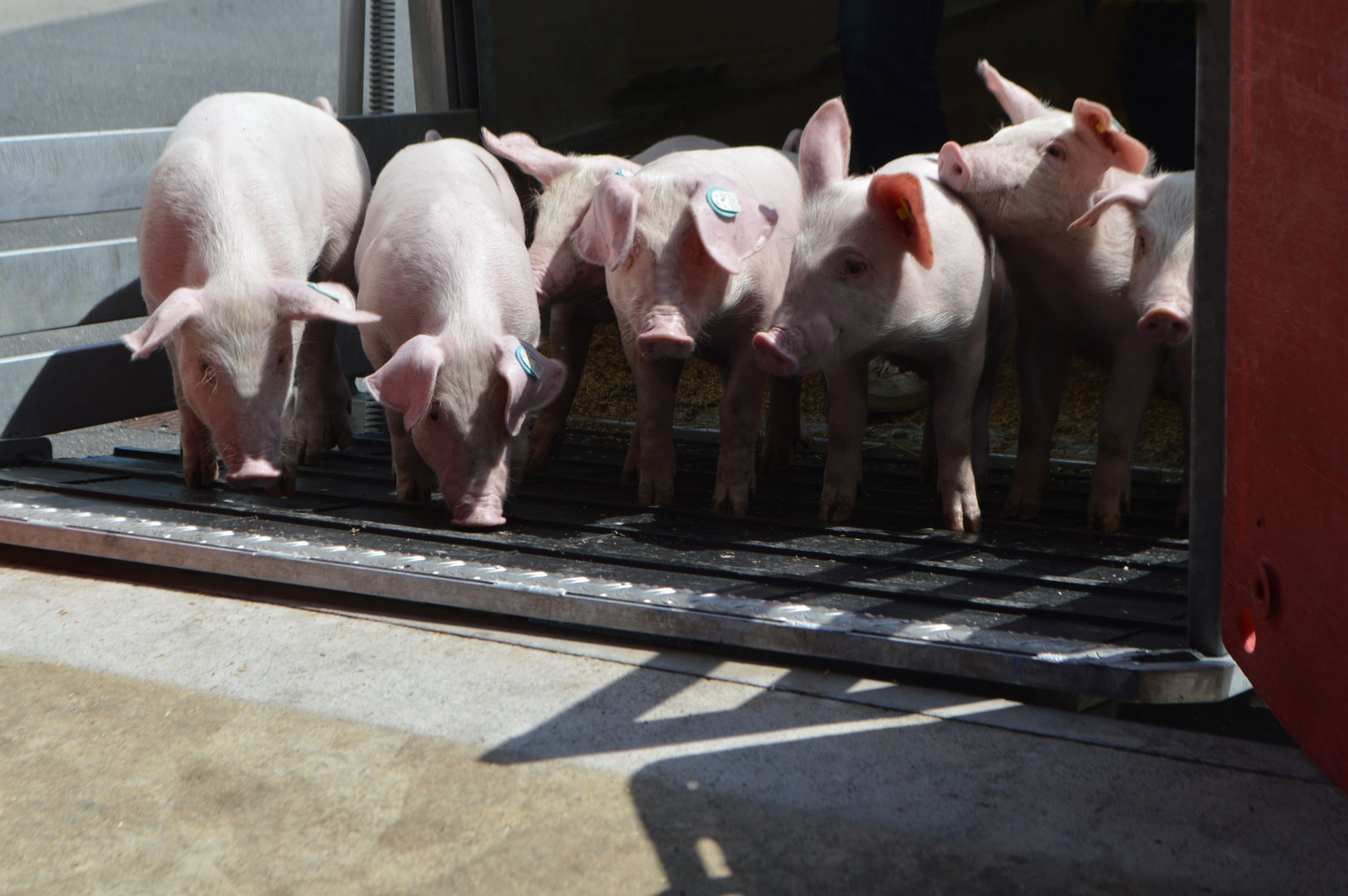 Auf dem Bild sind Ferkel zu sehen, die sich aktuell noch auf einem Hänger befinden. Das Foto entstand kurz vor dem Ausladen.