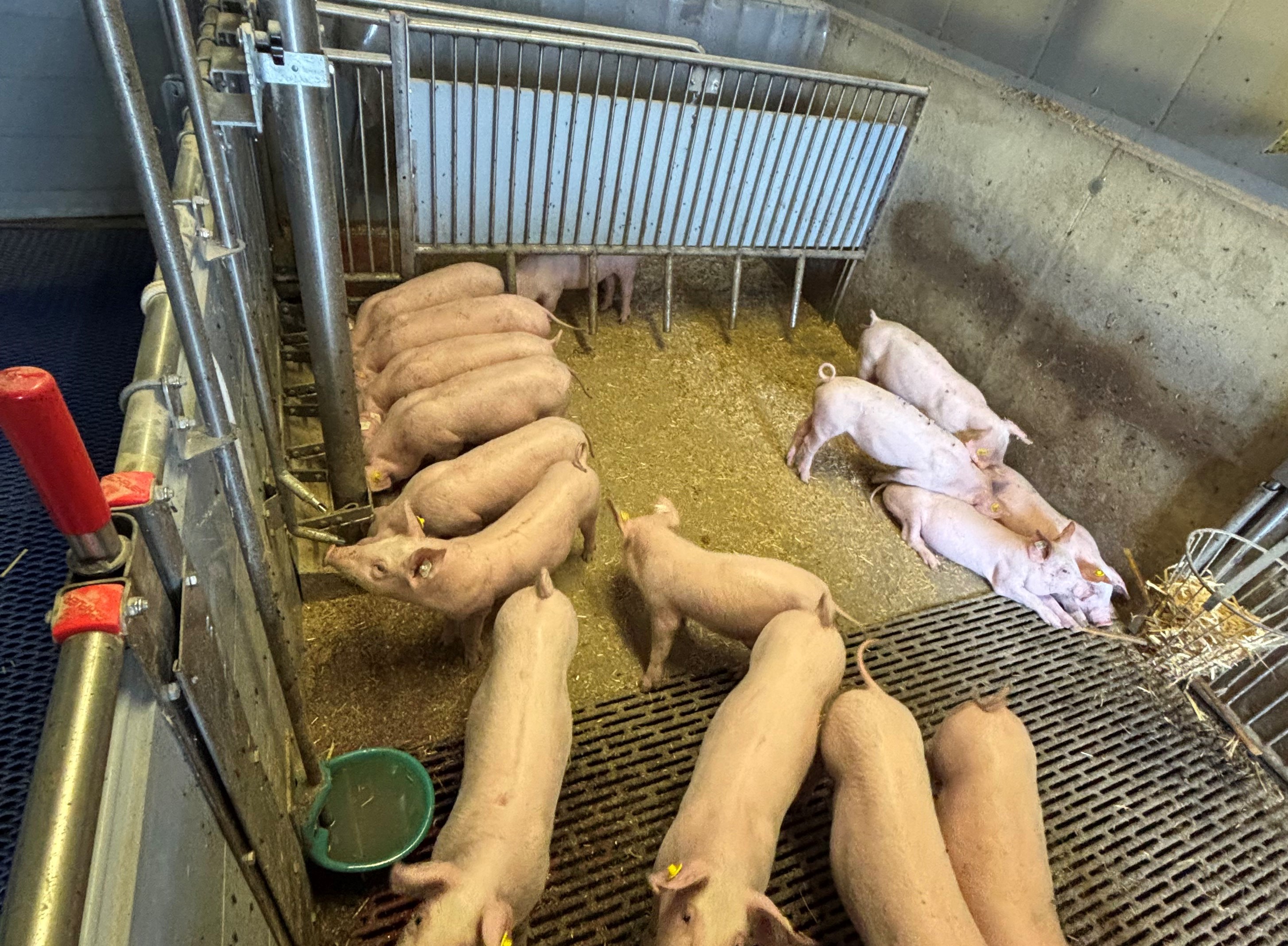 Abferkelaufzuchtbucht