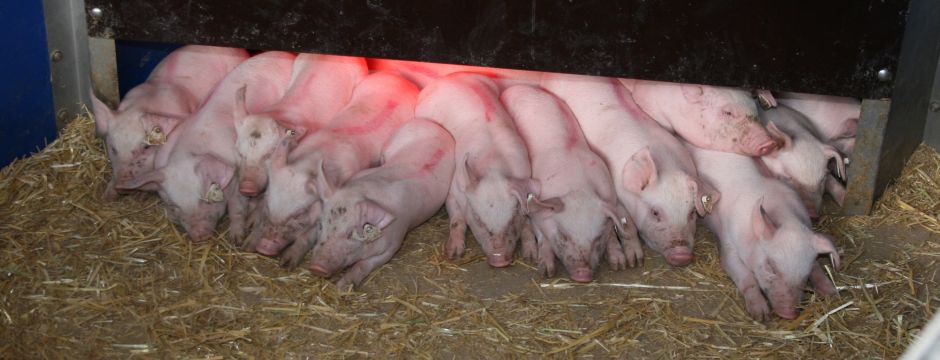 Ferkel im Ferkelnest