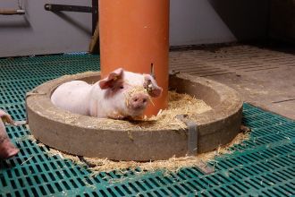 Ferkel sitzt im Wühltrog