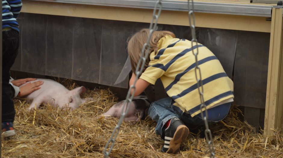 Kind schaut ins Ferkelnest